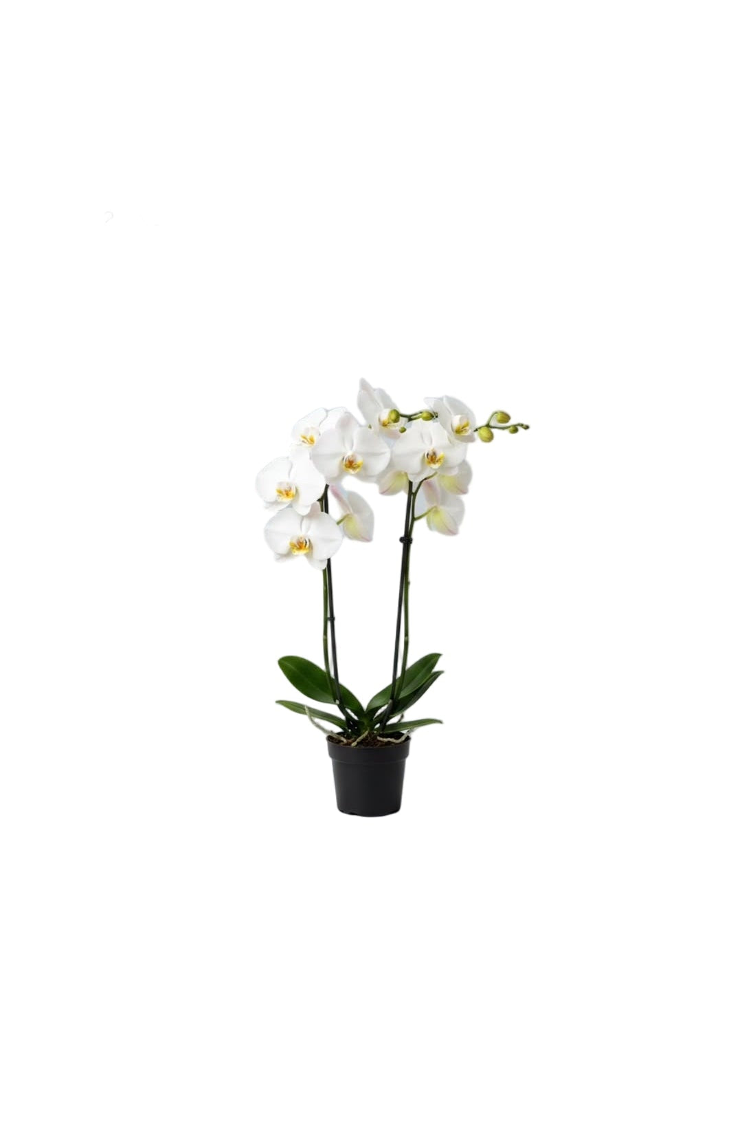 Orchidée blanche
