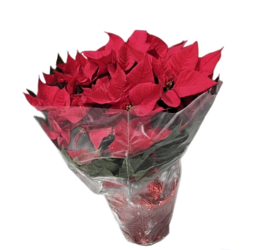 Poinsettia Étoile Noël
